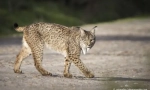Pyrenean lynx